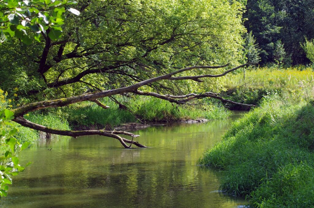 Spływ kajakowy czy trzeba umieć pływać? Pagajos rzeka Ruda